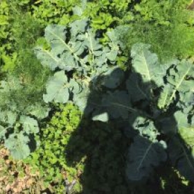 Beet1 2026-07-07 11.40.